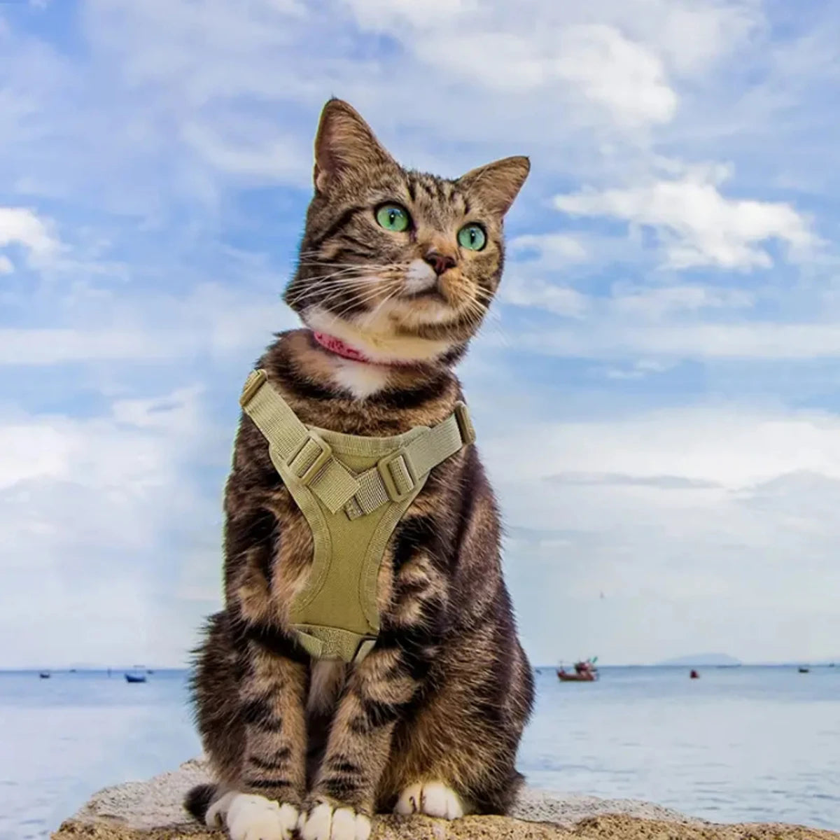 Tactical Cat Harness &amp; Leash