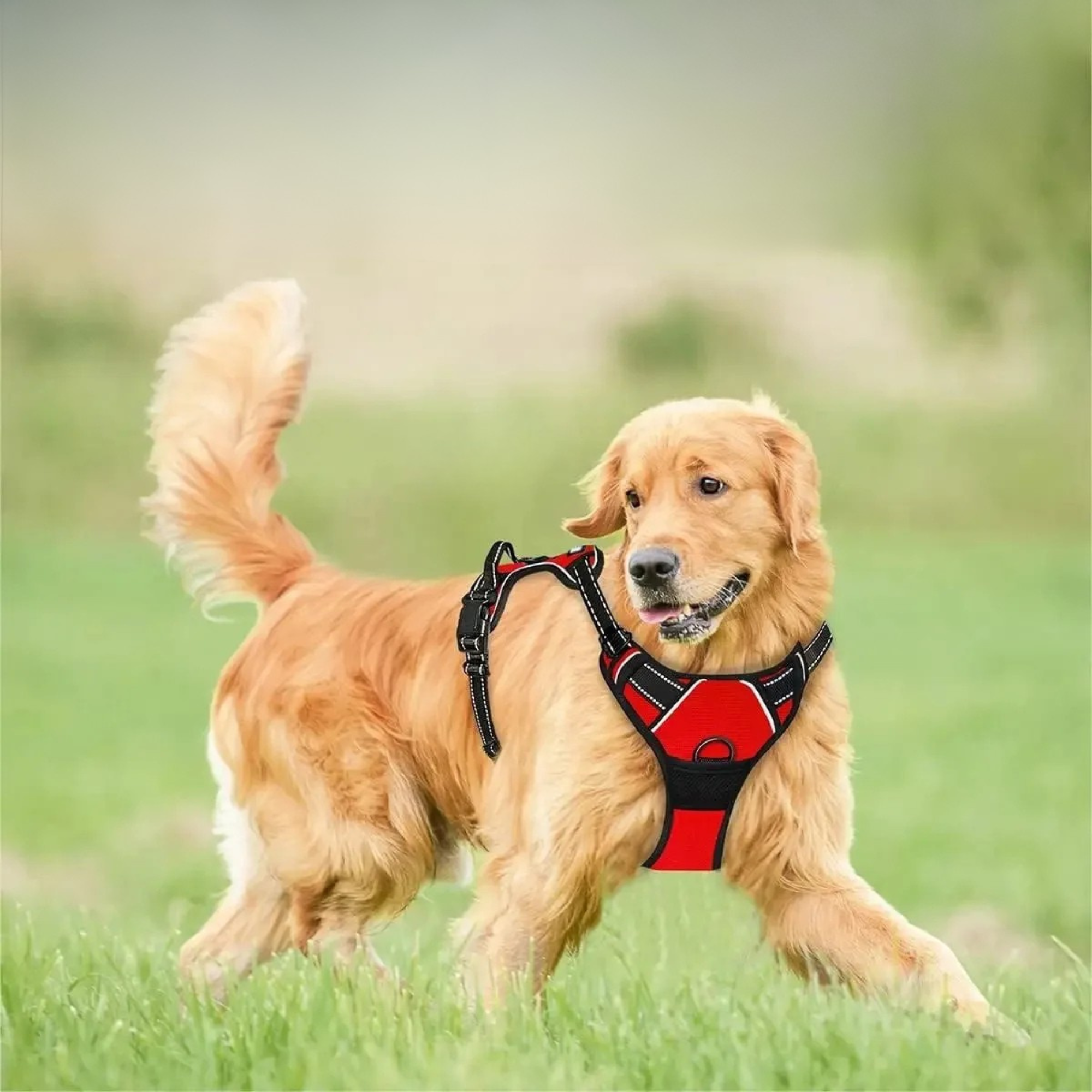 Premium Dog Accessories