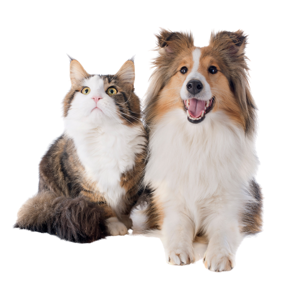 Where Comfort Meets Quality